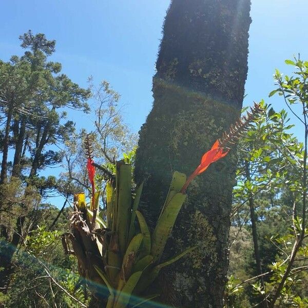 Aechmea nudicaulis फूल