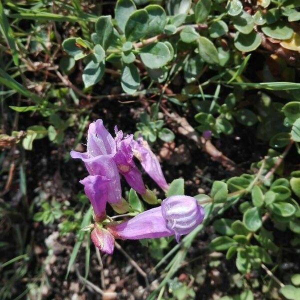 Penstemon davidsonii Floare