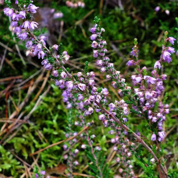 Calluna vulgaris ᱵᱟᱦᱟ