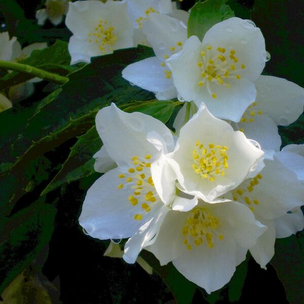 Philadelphus lewisii Flower