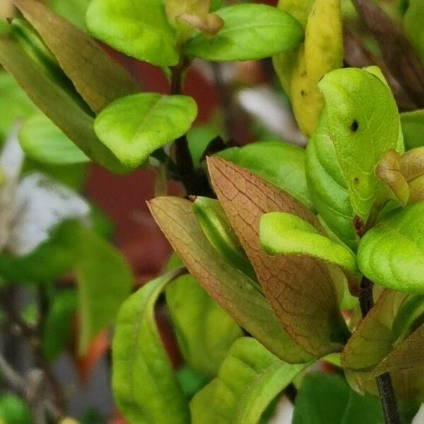 Barleria repens Blad