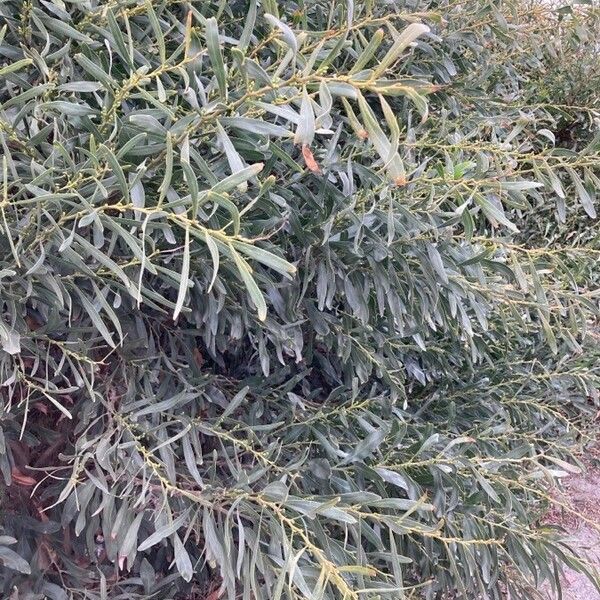 Acacia saligna برگ