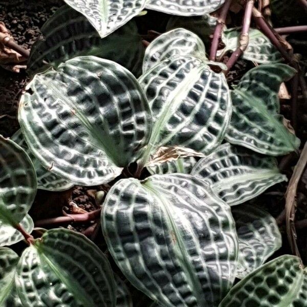Geogenanthus poeppigii Leaf