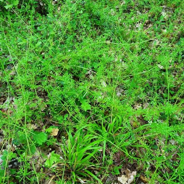 Galium aparine 整株植物