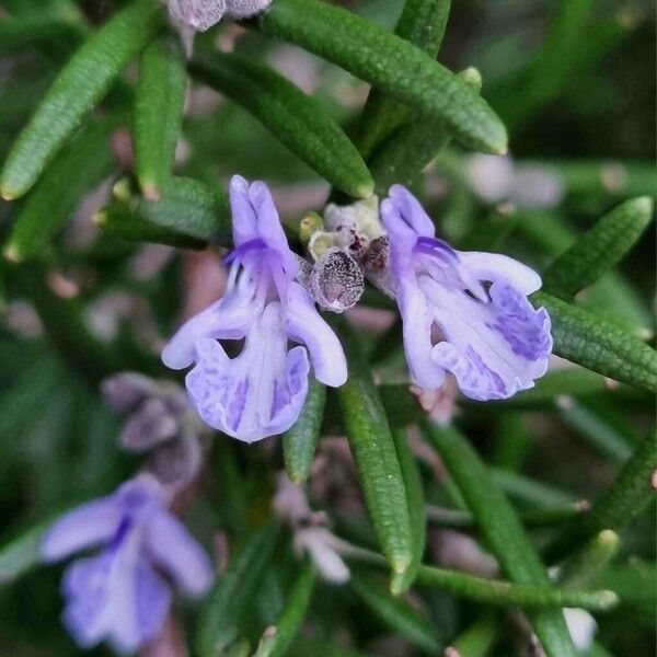 Salvia rosmarinus 花