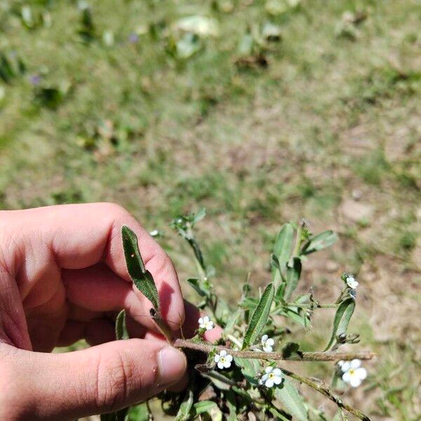 Lappula squarrosa Flor