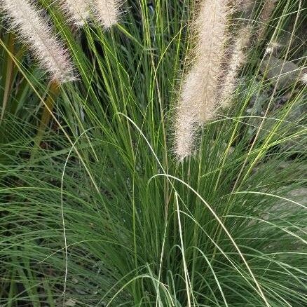 Cenchrus setaceus Fleur