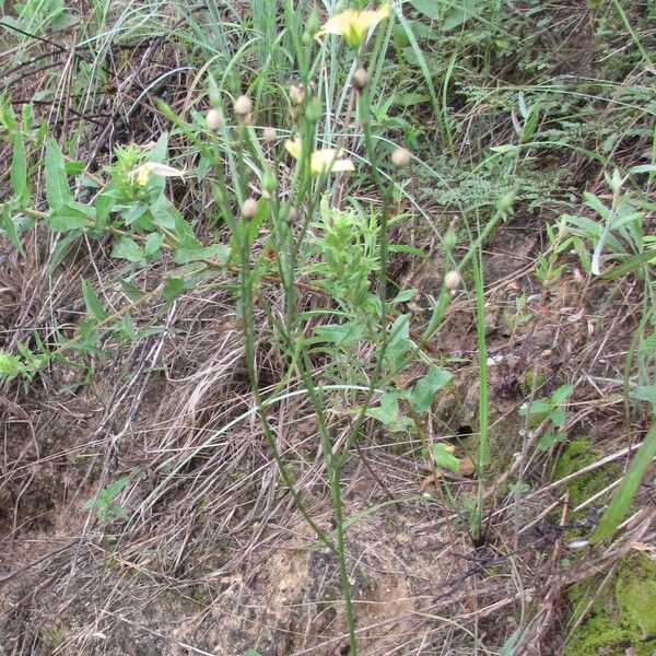 Linum rupestre Συνήθη χαρακτηριστικά