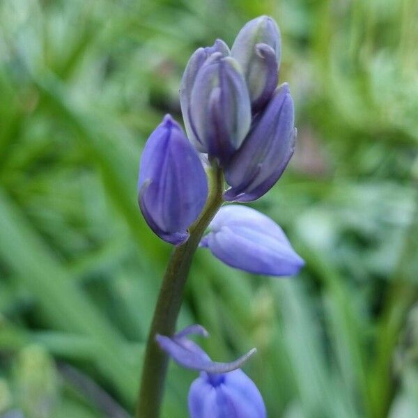 Hyacinthoides non-scripta Lorea