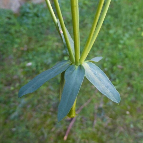 Euphorbia segetalis Кора