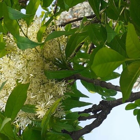 Fraxinus ornus Blomst