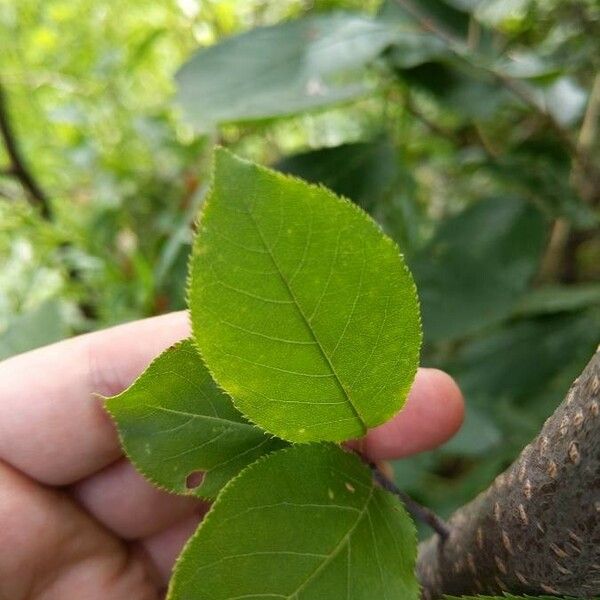 Prunus virginiana Hoja