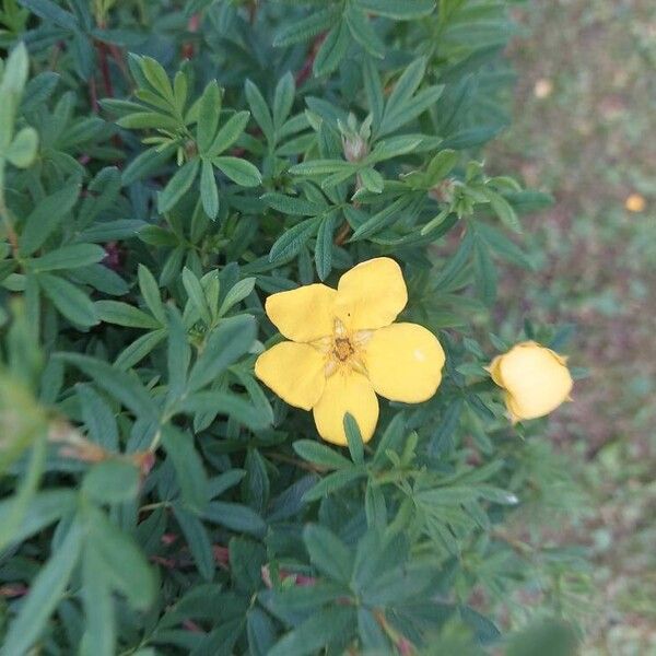 Dasiphora fruticosa Flor