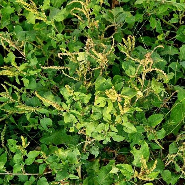 Amaranthus viridis Staniste