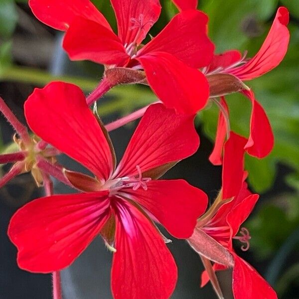 Pelargonium peltatum 花