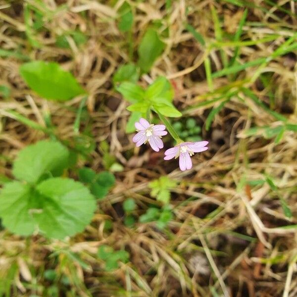 Epilobium parviflorum Květ