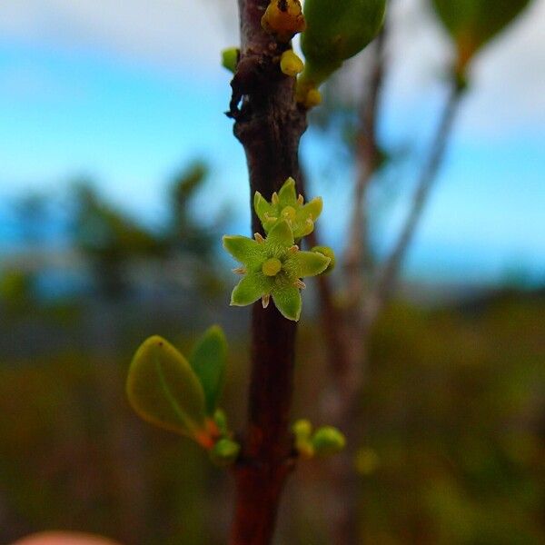 Geniostoma densiflorum ᱮᱴᱟᱜ