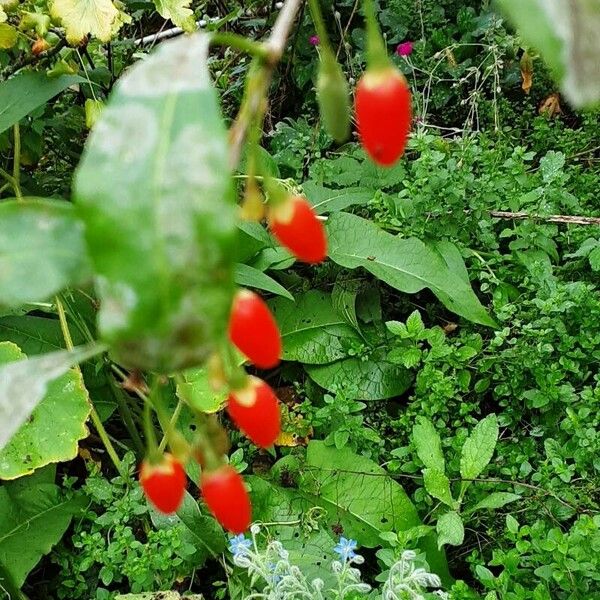 Lycium barbarum Fruit