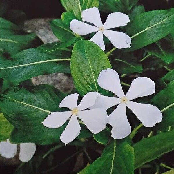 Catharanthus roseus Flower