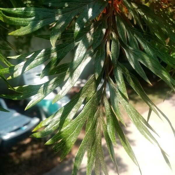 Grevillea robusta Blatt