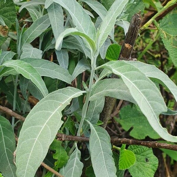 Hypoestes forskaolii Leaf