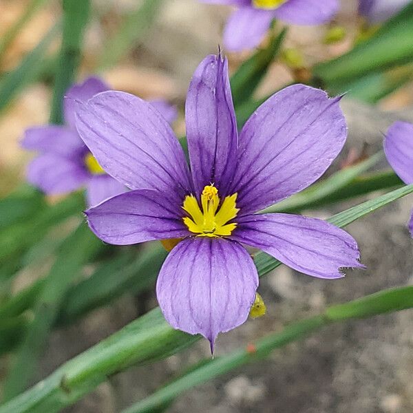 Sisyrinchium angustifolium Цветок