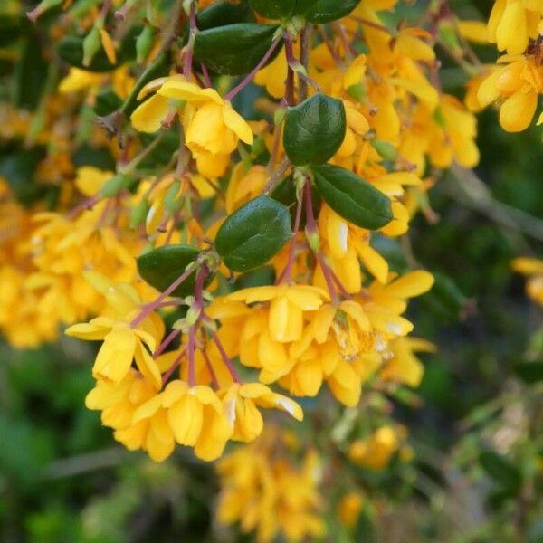 Berberis darwinii Blomma