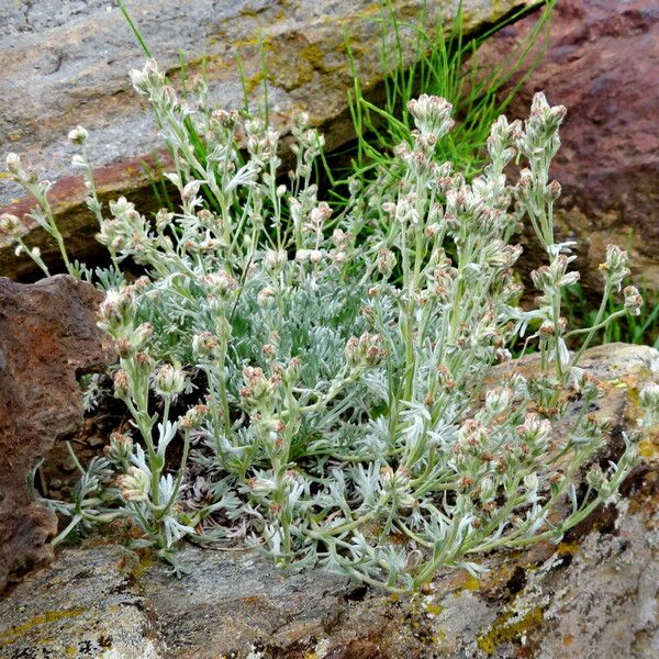 Artemisia umbelliformis অভ্যাস
