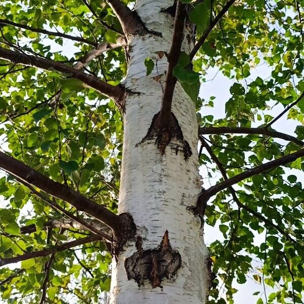 Betula pendula 樹皮