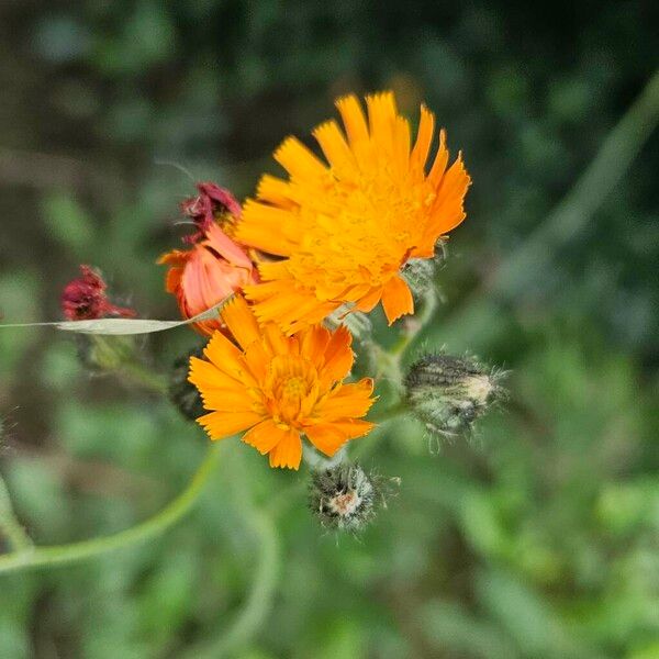 Pilosella aurantiaca Floare