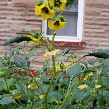 Physalis philadelphica फूल