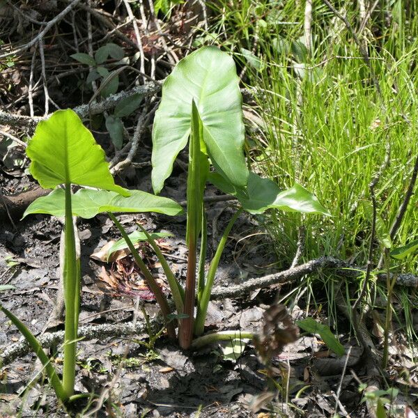 Peltandra virginica Habit