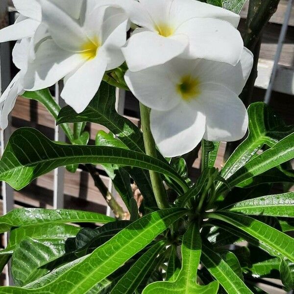 Plumeria pudica Blüte