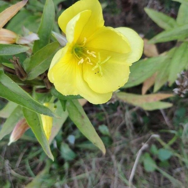 Oenothera stricta Kvet