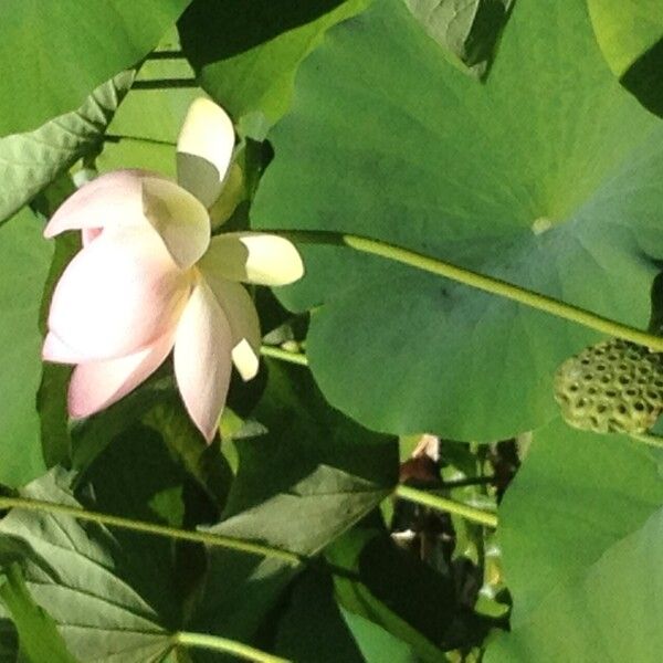 Nelumbo nucifera Autre