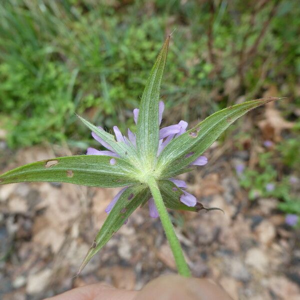 Knautia integrifolia Flower