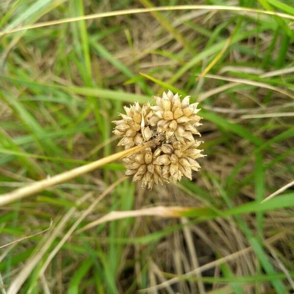 Allium vineale Fruitua