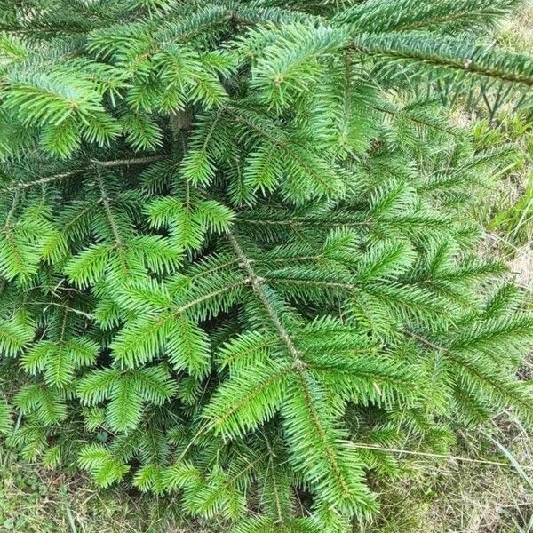 Abies nordmanniana Feuille