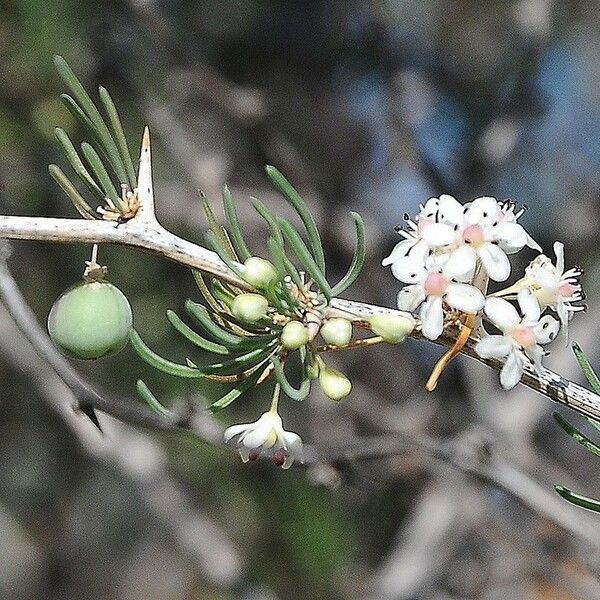 Asparagus albus Fruto