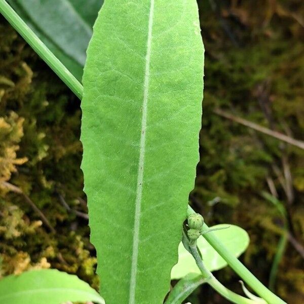 Sonchus maritimus 葉