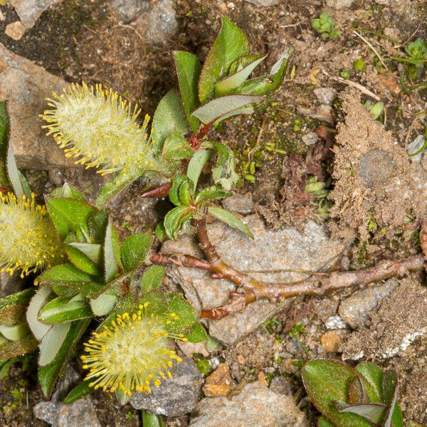 Salix herbacea പുറംതൊലി