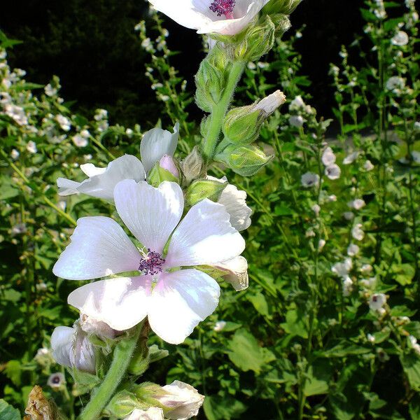 Althaea officinalis Žiedas