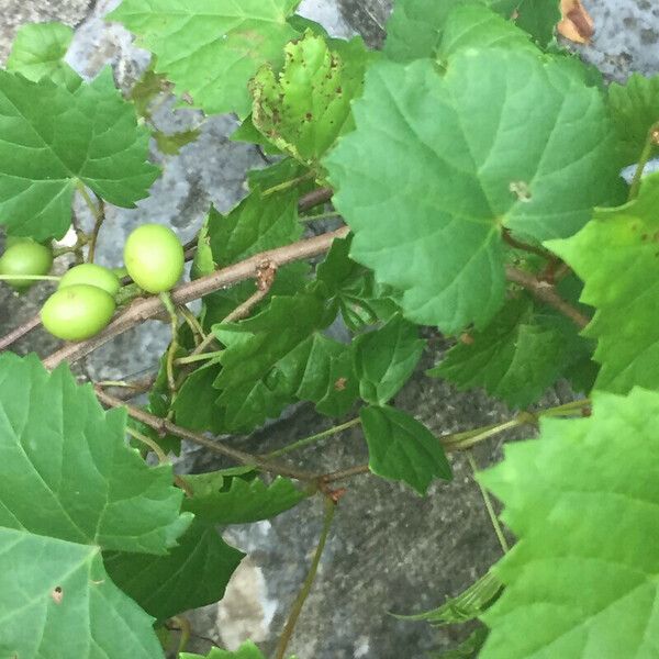 Vitis rotundifolia 葉