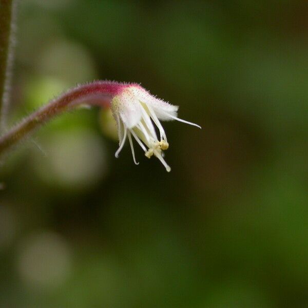 Tiarella polyphylla Habit