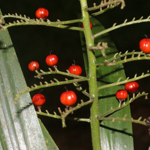 Xiphidium caeruleum Fruit