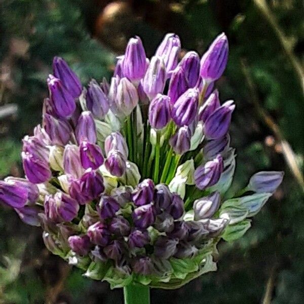 Allium sphaerocephalon 花