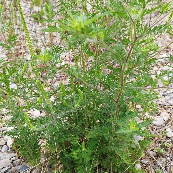 Ambrosia artemisiifolia Hostoa