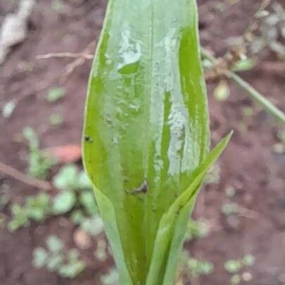 Gibasis geniculata Leaf