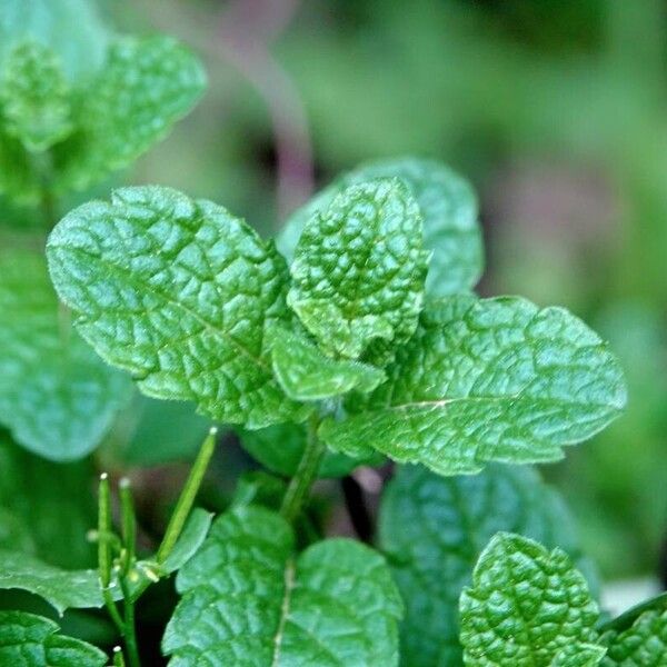 Mentha × rotundifolia 其他