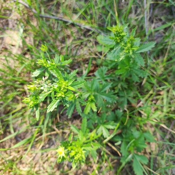 Potentilla intermedia Leaf